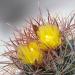 Kaktusi: Ferocactus viridescens, slika6